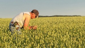 2015 canary seed scouting for aphids