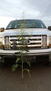 2015 canola