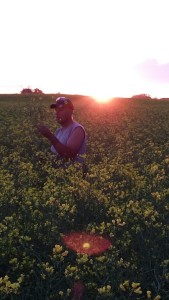 2015 scouting canola